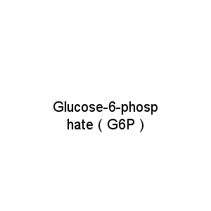 Glucose-6-phosphate ( G6P )